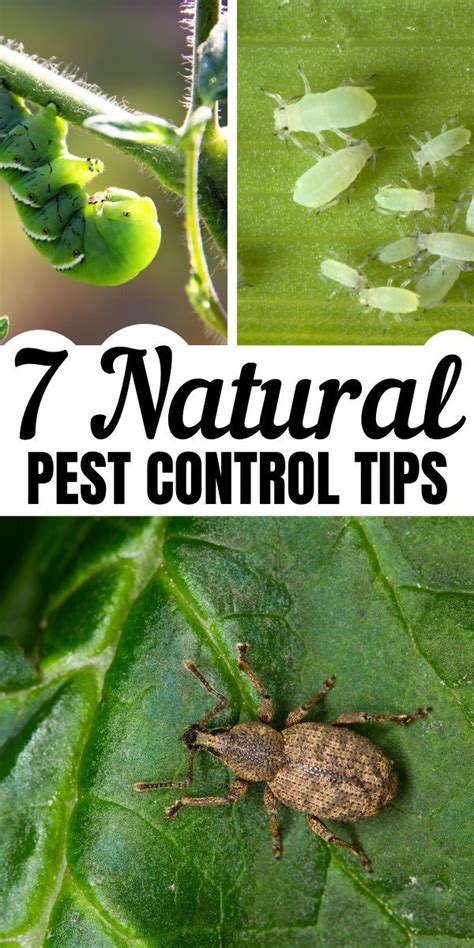 This means that you will remove any pests common pests & solutions for organic pest control: Put Down the Poisons! Try Organic Pest Control Instead. in ...