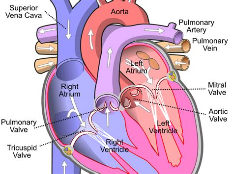 Diagram Of The Circulatory System For Th Grade Heart Diagram Simple