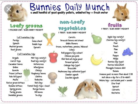 Pin By Kelly Pryor On Curious George Pet Bunny Pet Bunny Rabbits