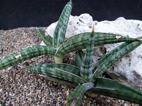 Sansevieria Sp E Of Chimala S Tanzania Cg176 Downsii Maculate