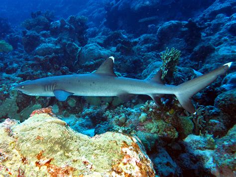Whitetip Reef Shark Triaenodon Obesus Great Barrier Reef Australia