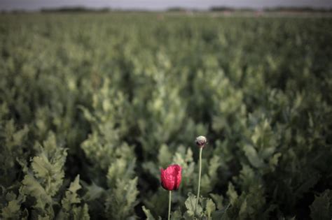 Afghanistans Poppy Crop Threatened By A Tiny Foe Foreign Policy