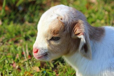 The Worlds Top 10 Cutest Wild Baby Animals In 2021 Zumalka