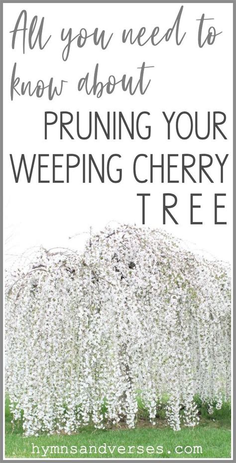 How To Prune A Weeping Cherry Tree Weeping Cherry Tree Fall Container Gardens Cherry Tree