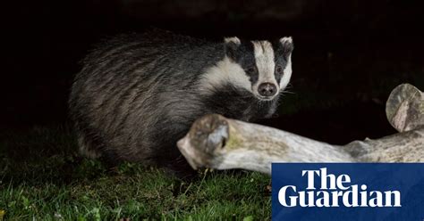 Farmers Lose Legal Challenge To Cancellation Of Derbyshire Badger Cull