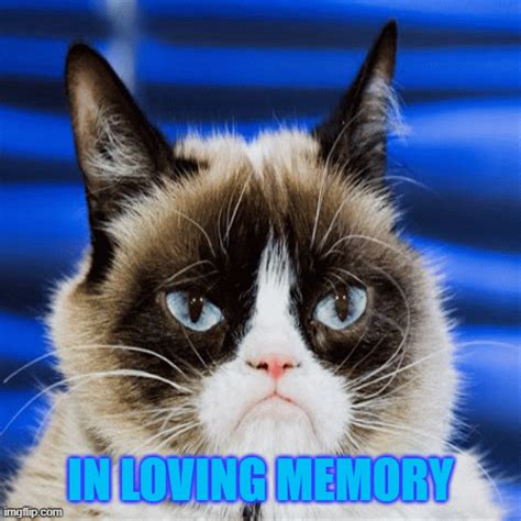 In Loving Memory Of Grumpy Cat Imgflip