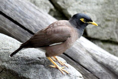 Indian Myna Bird Eradication Program Claims Success In Far North