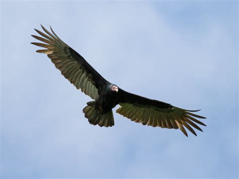 Turkey Vulture Cathartes Aura Ruficollis Logroño Morona S Flickr