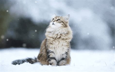 Winter Cat S On Giphy
