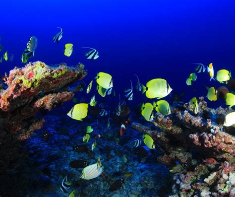 Coral Reef Protection A Global Concern Wildlife
