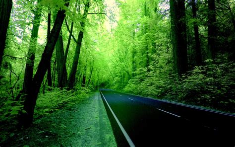 25 Hd Green Forest Wallpapers