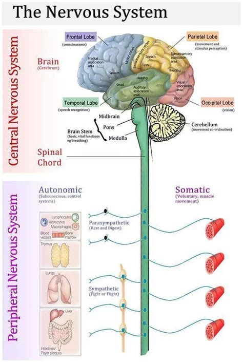 Together with the peripheral nervous system, it has an important role in the control of behaviour. Nervous system | Nervous system anatomy, Human nervous ...