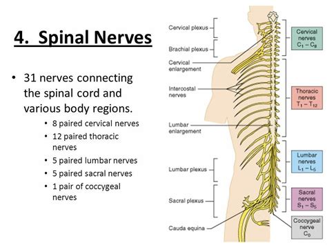 31 Pairs Of Spinal Nerves Spinal Nerve Spinal Cord Spinal