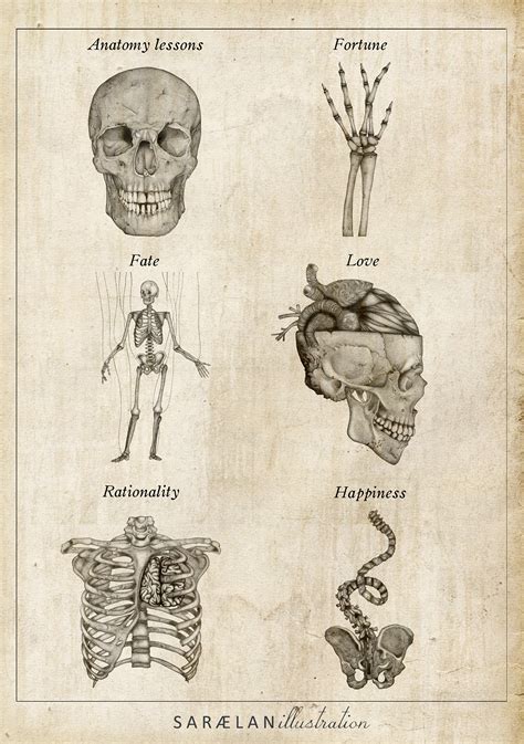 Anatomy Lessons On Behance