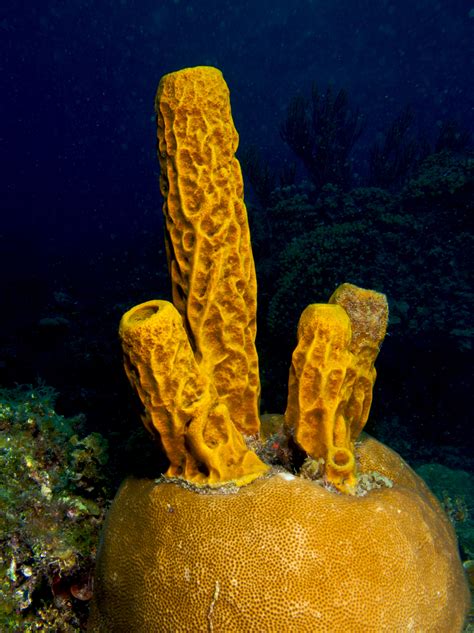 Porifera Wikiwand