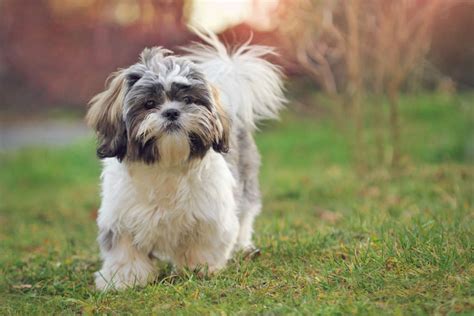 Shih Tzu Breed Guide Photos Traits And Care Bark Post