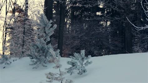 Sunlight In Winter Forest Backlight Trees In Snowy Scene