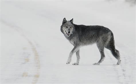 Grey Wolf In The Snow Image Id 295517 Image Abyss