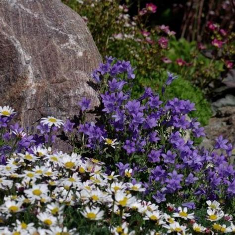 Bellflower Campanula Cochleariifolia Alpine Breeze Blue In The