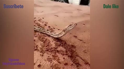 Sorprendente Serpiente Tomando Agua De Una Jeringa😮 Youtube