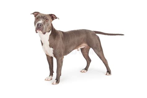 Blue Pit Bull Dog Standing To Side Stock Photo Image Of Studio