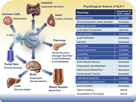 Pharmacology Physiology And Mechanisms Of Incretin Hormone Action