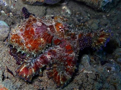 On Twitter RT CephalopodToday Mosaic Longarm Octopus Abdopus Abaculus This Species Has