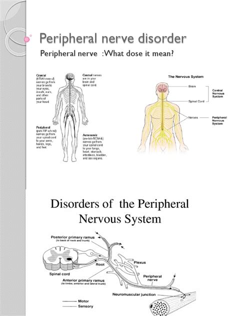 Peripheral Nerve Disorder Pdf Peripheral Neuropathy Clinical Medicine