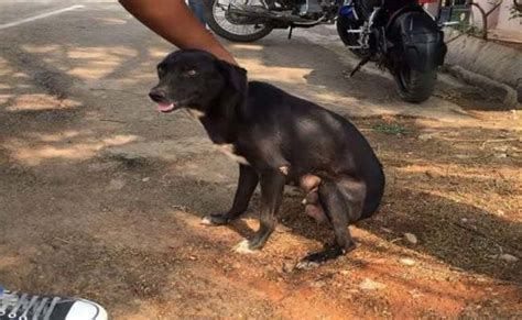 Bengaluru Woman Arrested For Allegedly Killing 8 Puppies