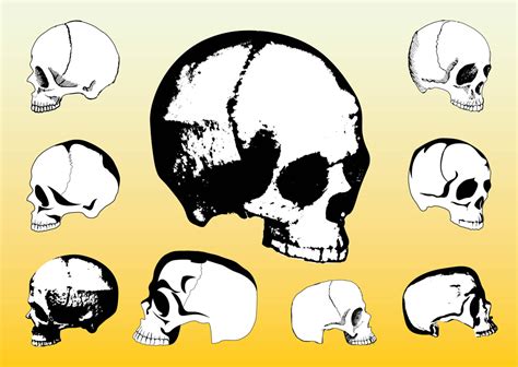 Free Skulls Vector Packs Vector Art And Graphics