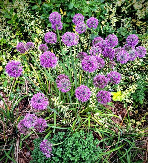 Photo Of The Entire Plant Of Ornamental Onion Allium Lavender Bubbles