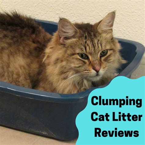Cat Litter Reviews Brand Reviews And The Best Clumping Litter Pethelpful