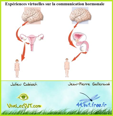 La Communication Hormonale Cours De Svt 4ème Vive Les Svt