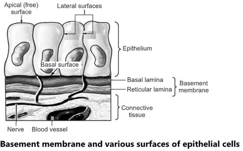 Epithelial Tissue Types Structure And Function Biology Ease