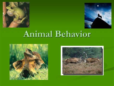 Ppt Animal Behavior Powerpoint Presentation Free Download Id372088