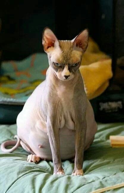 Funny Hairless Cats Funny Sphinx Cats Fails Full Epic