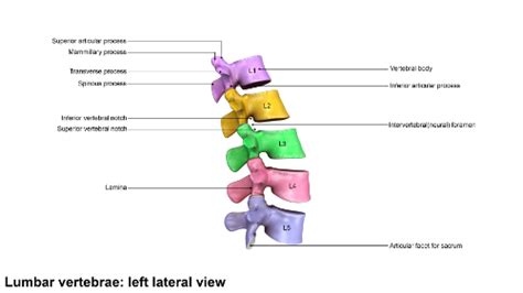 An Overview Of The Lumbar Spine Anatomy 101 For The Chiropractic