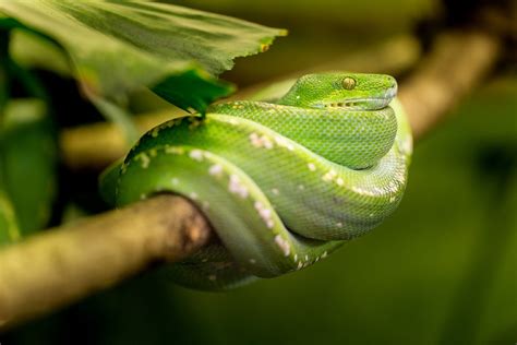 The mamba, which siouxsie nicknames psycho sally, tried to bite her four times as she was capturing it. 13 Awesome Facts About Snakes - Some Interesting Facts