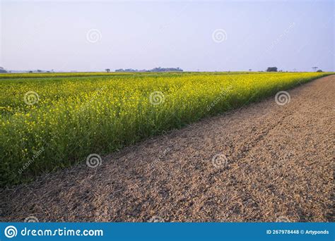 Rural Dirt Road Through The Rapeseed Field With The Blue Sky Background