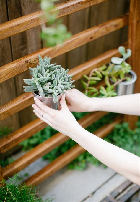 Diy Outdoor Succulent Wall Accent