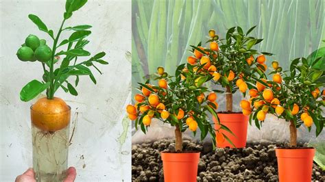 How To Grafting Oranges New Idea Growing Oranges With Aloe Vera