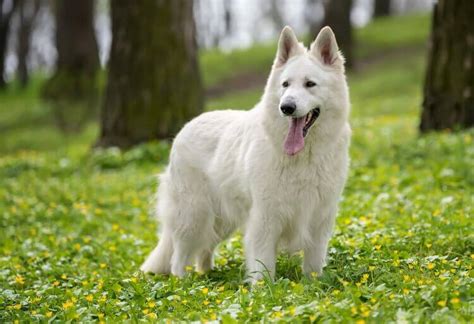 White German Shepherd Dog Breed Information