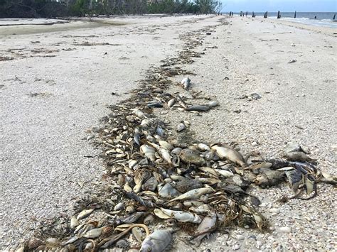 We did not find results for: ปรากฏการณ์น้ำทะเลเปลี่ยนสีหรือปรากฏการณ์ขี้ปลาวาฬ (Red tide)