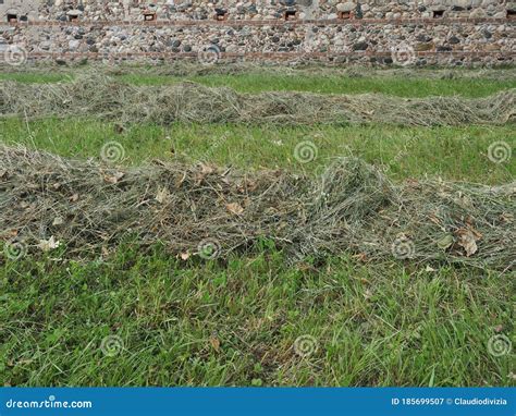 Freshly Cut Hay Stock Image Image Of Nature Forage 185699507