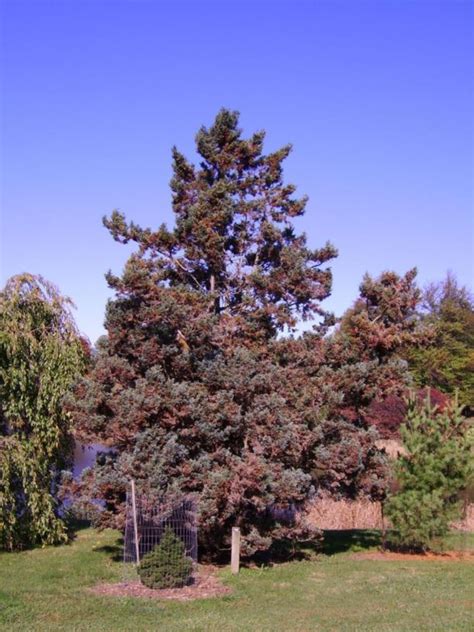 Beautiful specimens of chamaecyparis pisifera 'golden mop' dwarf sawara cypresses at the jean iseli memorial garden at iseli nursery. Chamaecyparis pisifera 'Boulevard' - Boulevard sawara ...