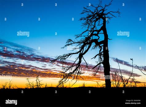 Black Tree Silhouette Sunset Hi Res Stock Photography And Images Alamy