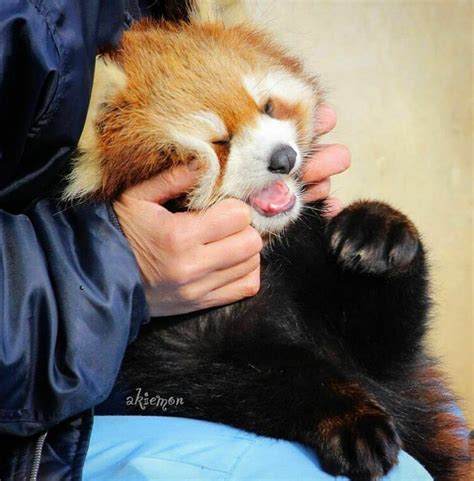 Cute Wild Animals Cute Little Animals Cute Funny Animals Red Panda