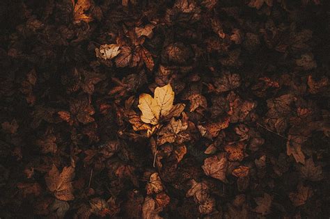 Fallen Leaves Leaves Autumn Brown Dry Hd Wallpaper Peakpx
