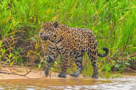 ¿ves Pantanal Así Es El Paradisíaco Lugar Donde Se Filmó Y Que Los Turistas Se Desesperan Por