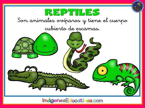 Cono de helados con números y colores. TIPOS DE ANIMALES (8 | Atividades para educação infantil, Educação infantil, Atividades